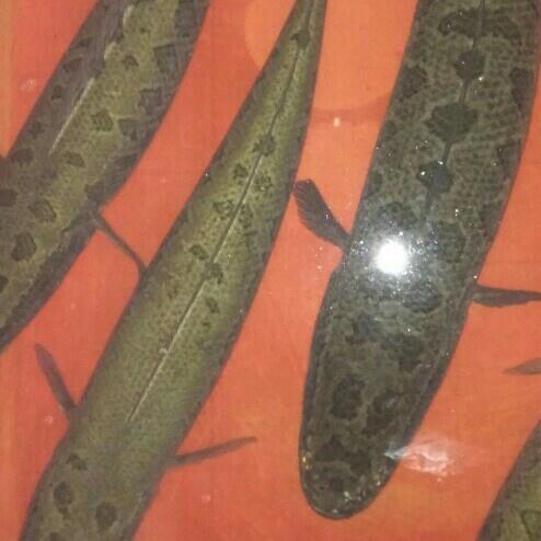 酸菜魚