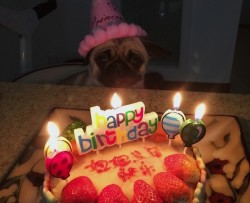 狗狗生日蛋糕