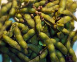 电饭锅煮毛豆/花生