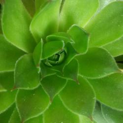 日本豆腐牛肉汤