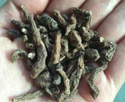 来自高原的能量——人参果饮品