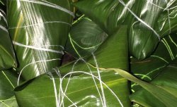 红豆沙糯米粽子