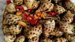 花螺的家常做法大全集 花螺怎么做好吃又简单 天天菜谱网