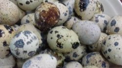 美味小吃盐焗鹌鹑蛋