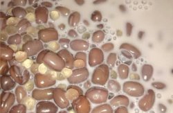 红豆西米牛奶冰